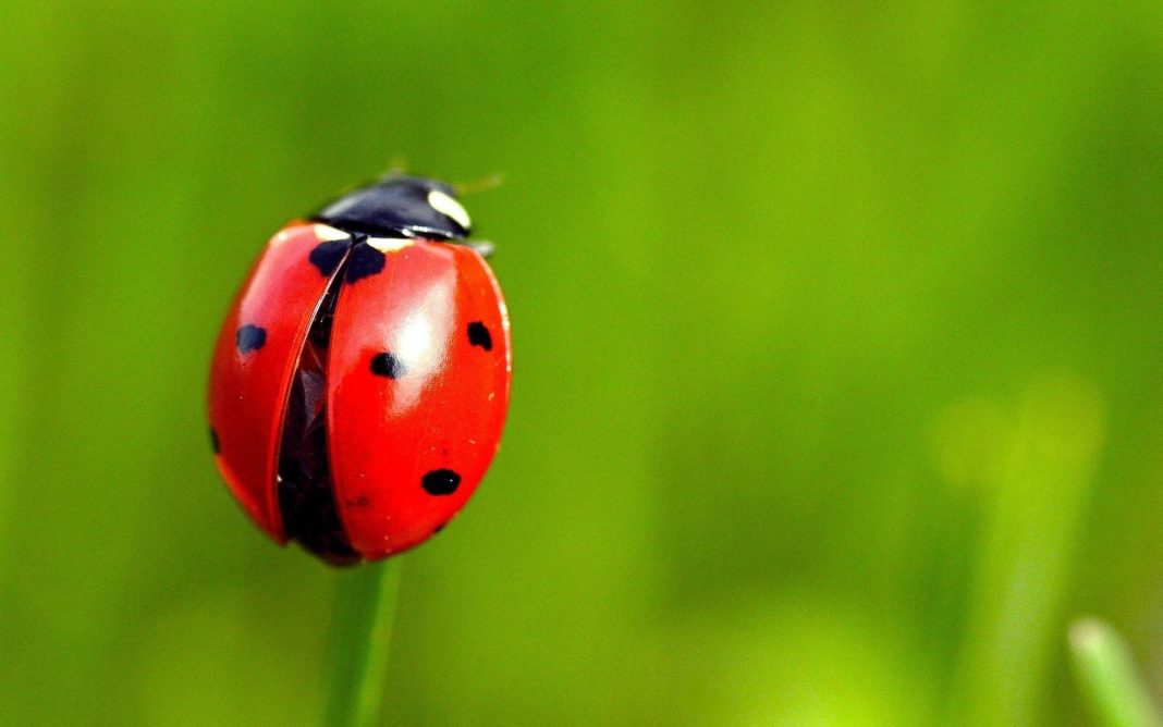 the-ladybug